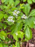 04 29 Garlic mustard i3745
