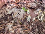 2025 05 20 Fairy fingers i3998