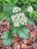 2025 05 18 American feverfew i3962