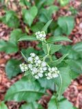 2025 05 18 American feverfew i3964