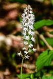 2025 04 13 Foamflower 1286