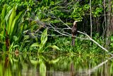 2023 08 26 Anhinga on Kinabatangan River tributary 5154