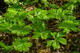 2025 04 13 Mayapples 1177