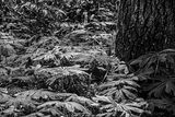2025 04 13 Mayapples 1265