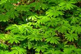 2025 04 13 Mayapples 1235-1