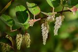 2025 04 13 Leucothoe 1180-Edit
