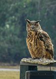 2025 03 13 Eurasian eagle-owl 0782