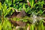 2023 08 26 Anhinga on Kinabatangan River tributary 5164