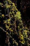 2024 07 19 Lichens 8007