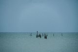 2025 05 27 Pelicans and others 1694