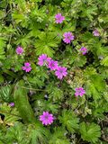 20250527 Doves foot Cranes-bill or dovesfoot geranium i4189