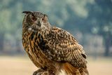 2025 03 13  Eurasian eagle-owl 0788