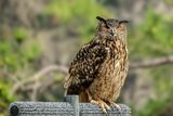 2025 03 13  Eurasian eagle-owl 0796