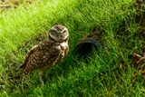 2025 03 13 Burrowing owl 0807