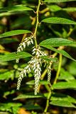 2025 04 13 Leucothoe 1184-1