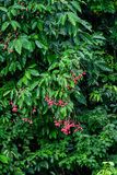 2023 08 26 Kinabatangan River tributary 5190