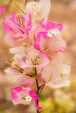 04 03 Bougainvillea Moroc-4588