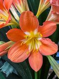 2025 06 05 Clivia  - Natal lily or bush lily 4258