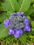 2025 06 10 Hydrangea i4307