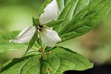 2025 04 13 Bent trillium? 1255