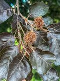 2025 07 03 Europian copper beech i4860
