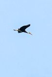 2023 08 26 Lesser Adjuvant stork over the Kinabatangan River 5260-1