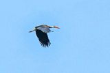 2023 08 26 Lesser Adjuvant stork over the Kinabatangan River 5263-1