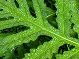 2025 06 28 Sensitive fern i4617