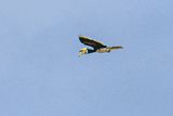 2023 08 26 Rinoceros hornbill in flight over the river 5278