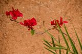 04 03 Riad Madu Moroc-4607