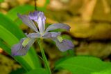 2025 04 13 Dwarf iris 1288