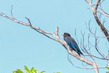2023 08 26 Oriental dollar bird 5308
