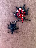 2025 07 02 Spotted lanternfly nymphs i4830