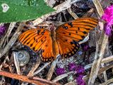2025 07 18 Gulf fritillary i5330