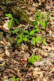 04 13 Jack in the pulpit 1213-1
