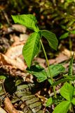 04 13 Jack in the pulpit 1214-1