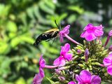 20250806 2025 08 06 Snowberry clearwing hummingbird moth i5780