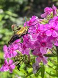 2025 08 06 Snowberry clearwing hummingbird moth i5796