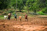 2017 09 06 Weeding. Always weeding. India-2-3269