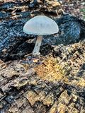 2025 08 11 UnId fungus i5923