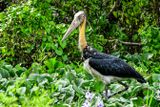2023 08 26 Lesser adjunvant stork 5376