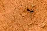 2019 04 03 Ant and raindrop splatter Moroc-4749
