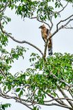 2023 08 27 Wallaces Hawk Eagle 5401