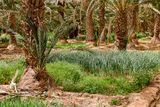 2019 04 03 Erg Chebbi - Merzouga Moroc-4758