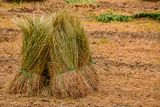 2019 04 03 Harvest in the plots Moroc-4761