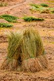 2019 04 03 Plot harvest 4762