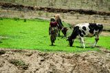 2017 09 06 Grazing her cows India-2-3334