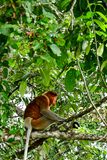 2023 08 27 Older male proboscis monkey along the Kinabatangan River 5464