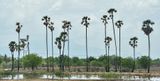 2017 09 06Region-wide palm disease outbreak India-2-3406