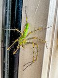 2025 08 28 Green lynx spider i6119
